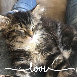 Meet your Posher, Annie